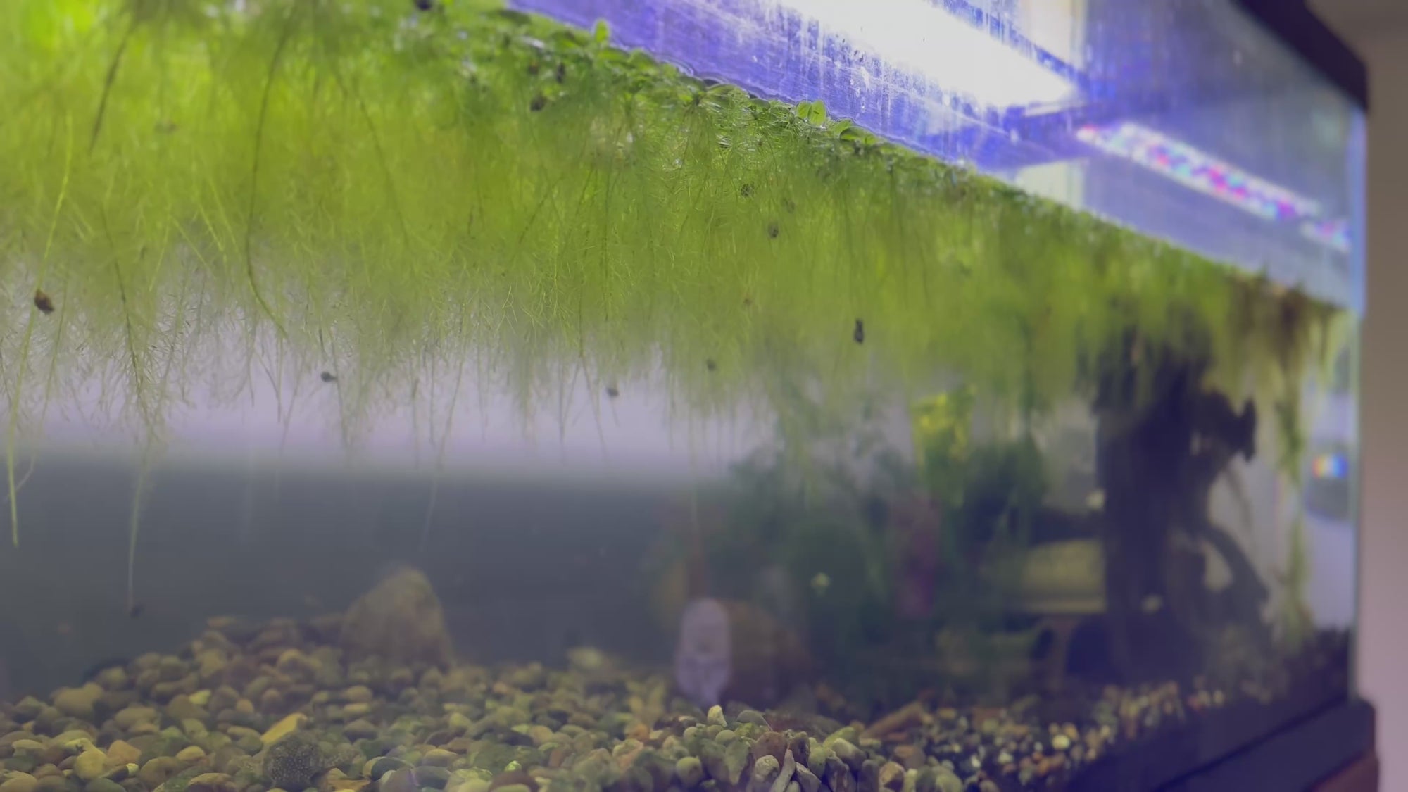 Dwarf Water Lettuce (10x Count)