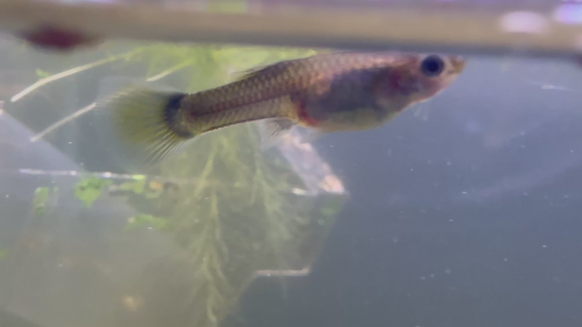 Assorted Female Guppies (5x Count)