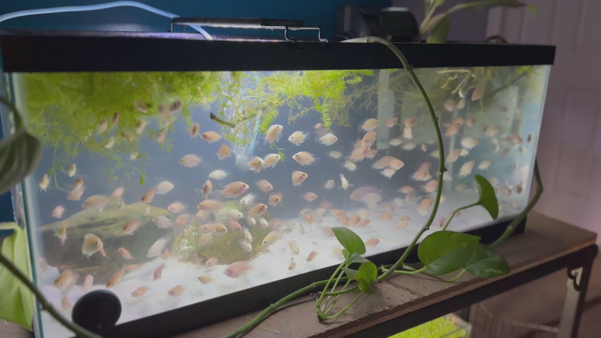 Platinum Parrot Hybrid (Exclusive Line)