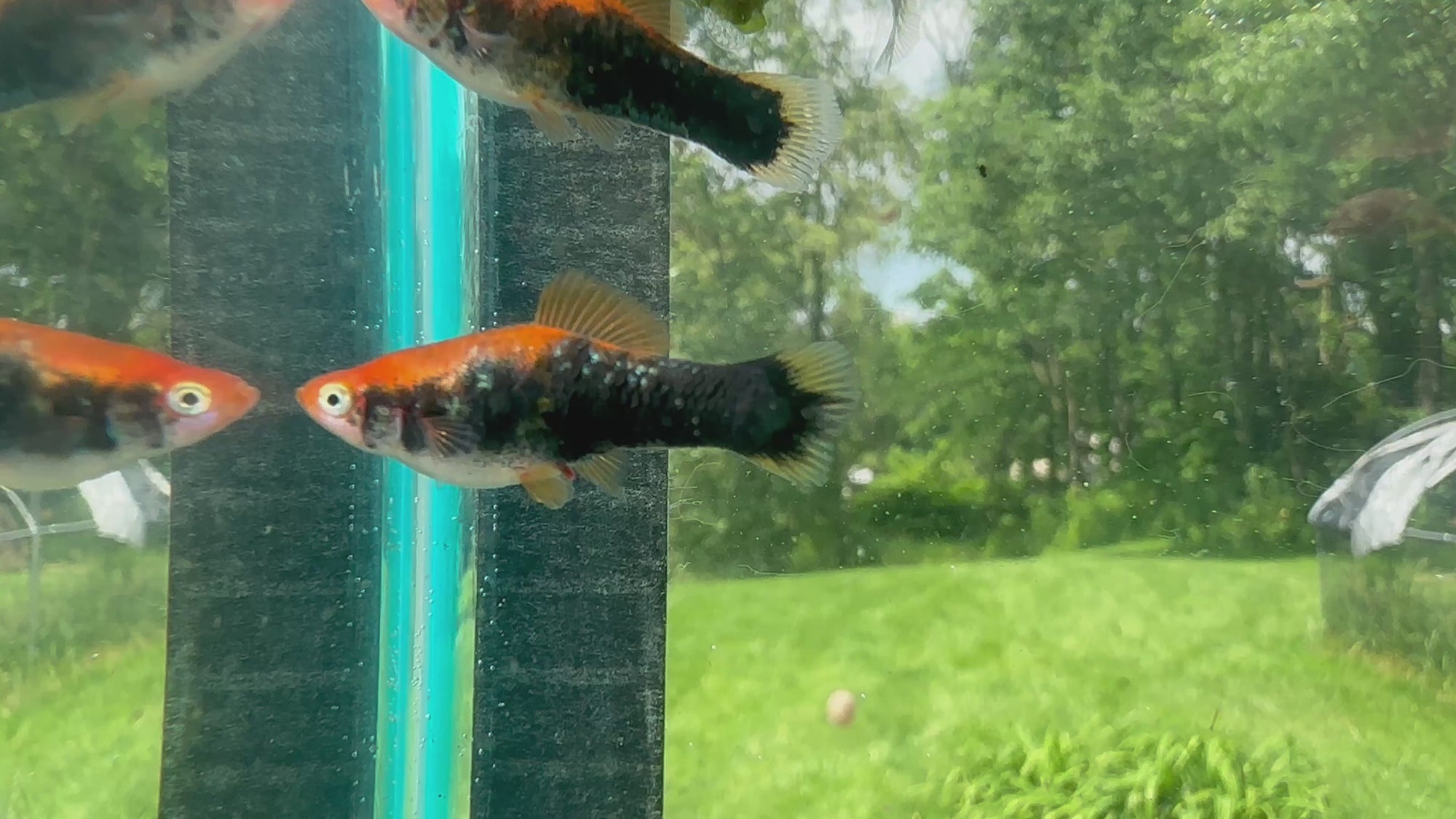 Premium Swordtails (5x Count)