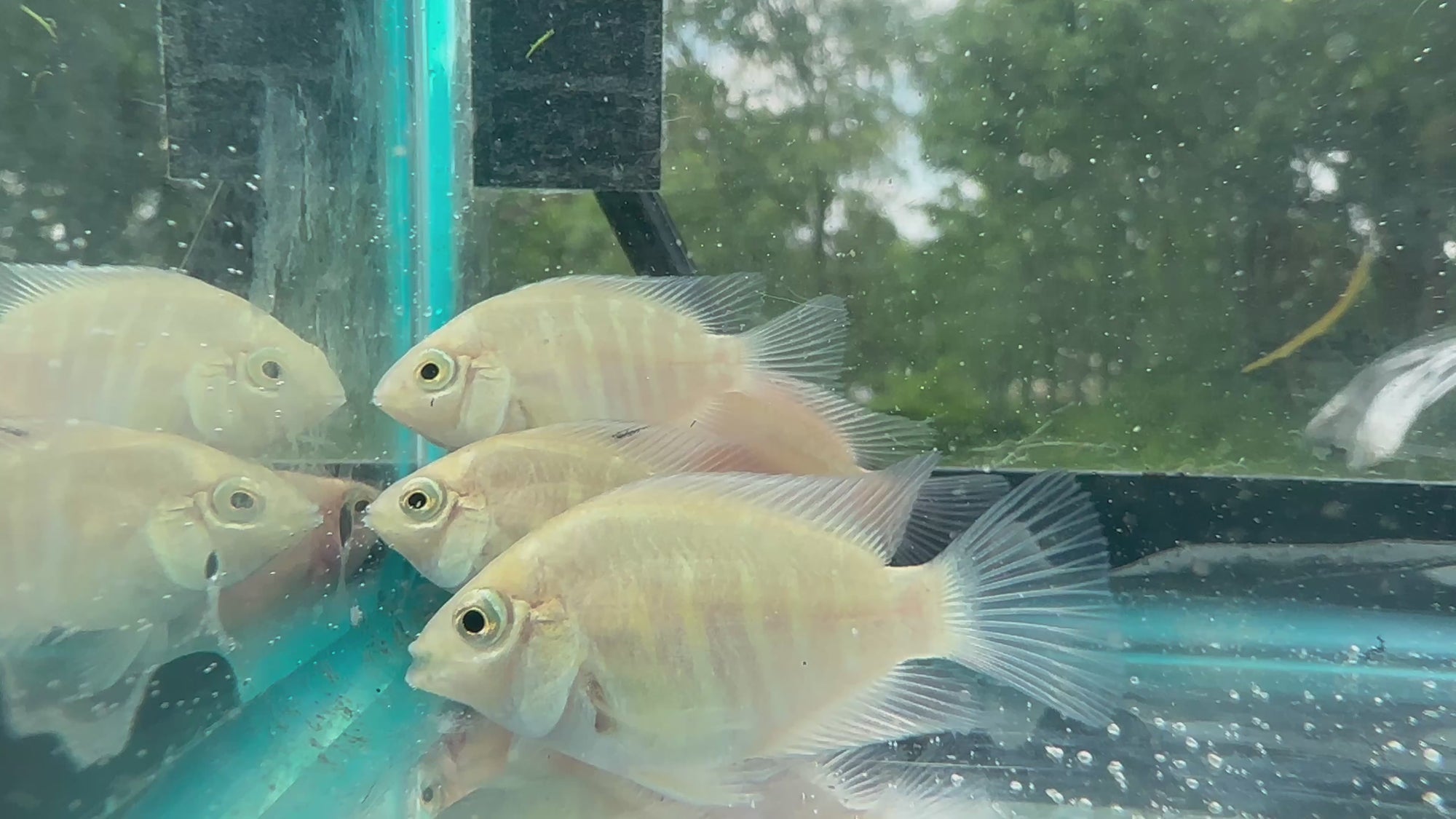Platinum Parrot Hybrid (Exclusive Line)