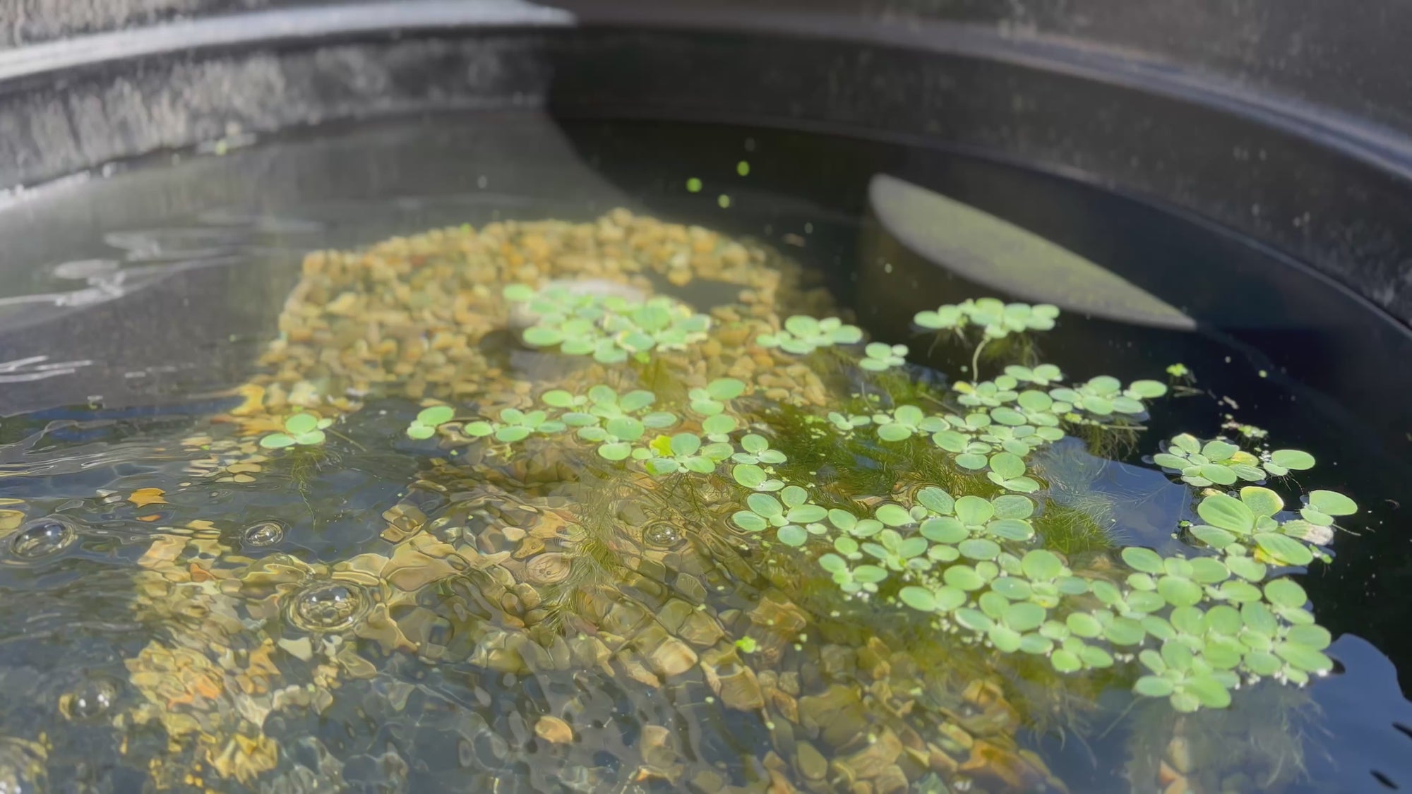 Dwarf Water Lettuce (10x Count)